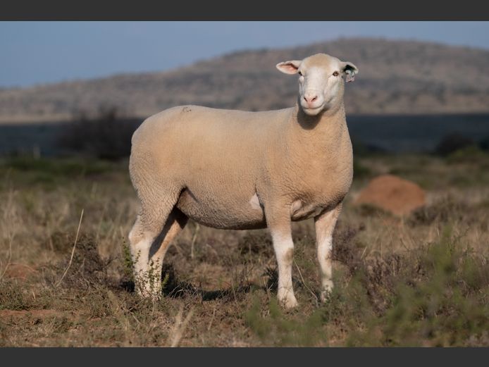 DZ250128 | 2 STEYNS BOERDERY