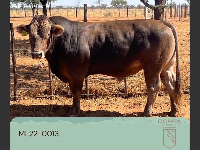 22-0013ML | DORKA BRAUNVIEH