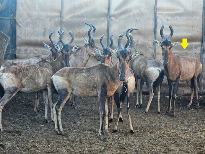 RED HARTEBEEST | NOOIGEDACHT