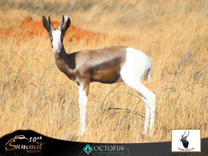 Bont Springbok Ram