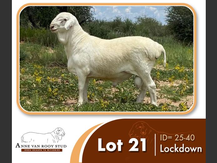 25-40 | ANNE VAN ROOY STUD