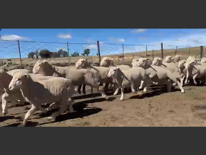 Sheep