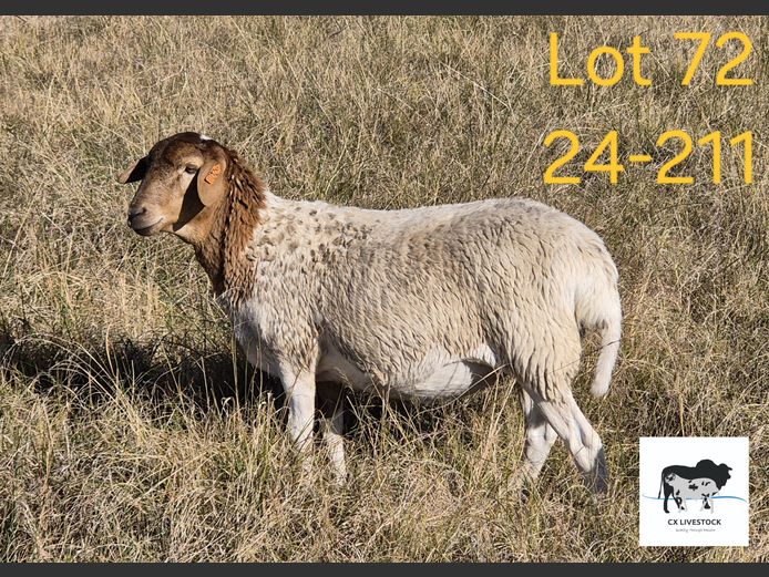 24-211 | CX LIVESTOCK