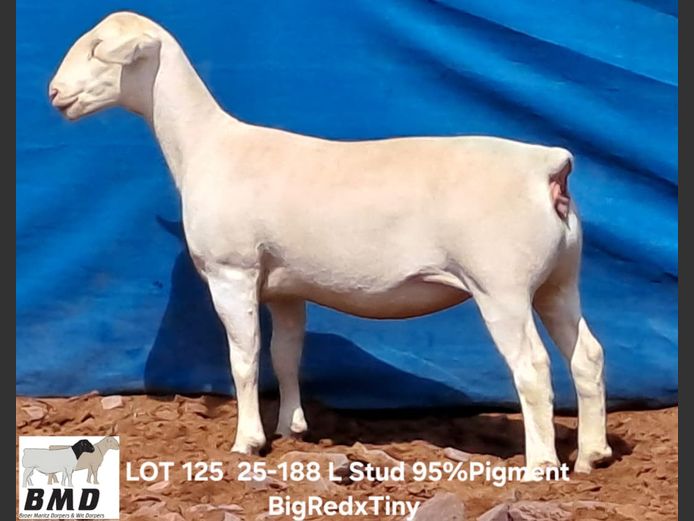 25-188 | BROER MARITZ DORPERS