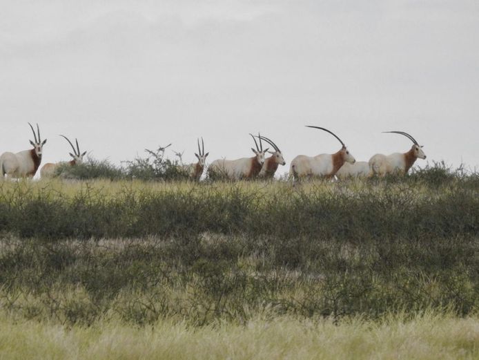 Scimitar | Cillfaris (P Cilliers)