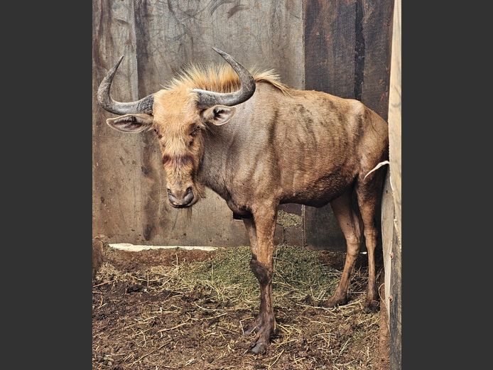 GOLDEN GNU | CHAZAKAMATS