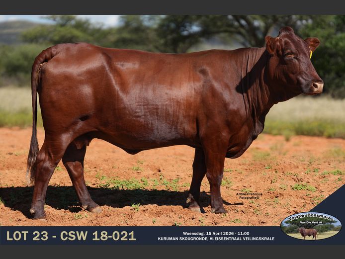 Commercial Animals | Towton Bonsmaras