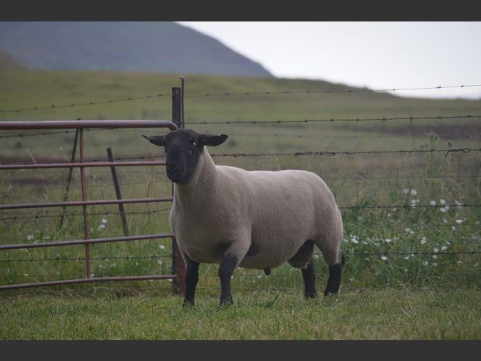 301 24-341 | TWEESEUNS