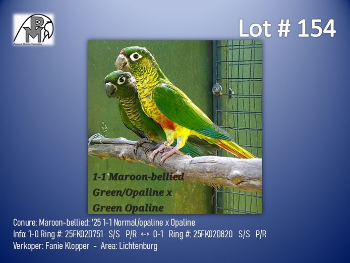1-1 '25 Conure: Maroon-bellied: Normal/opaline x Opaline - Fanie Klopper