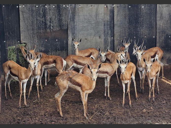 SPRINGBUCK | HELICON