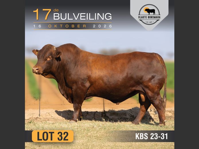 KBS230031 | KAMEELDORING BONSMARA
