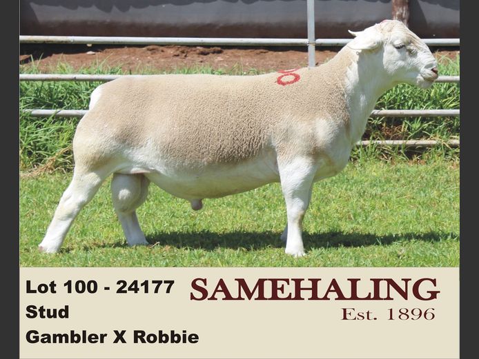 24177-331 | SAMEHALING  WIT DORPERS