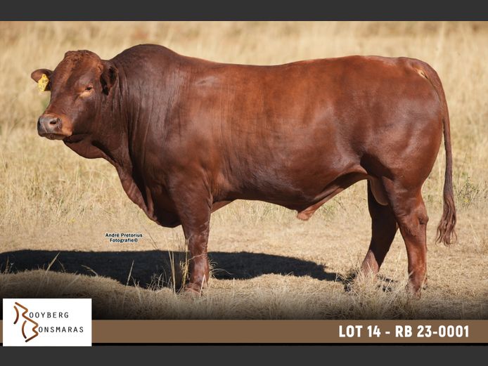 RB 230001 | ROOYBERG BOERDERY