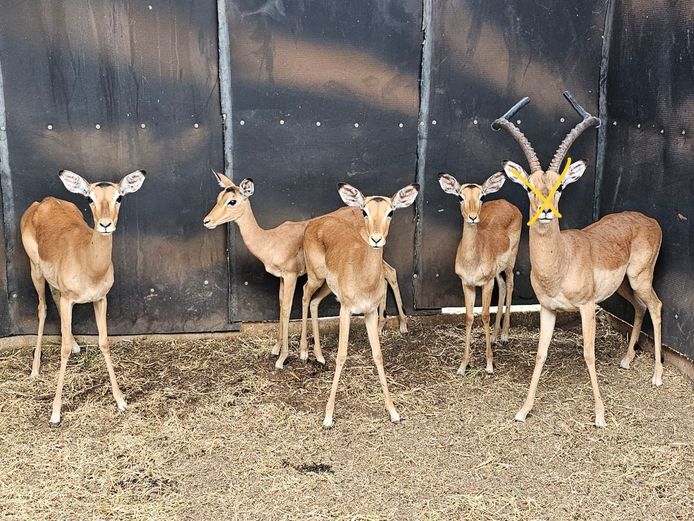 IMPALA | CHAZAKAMATS