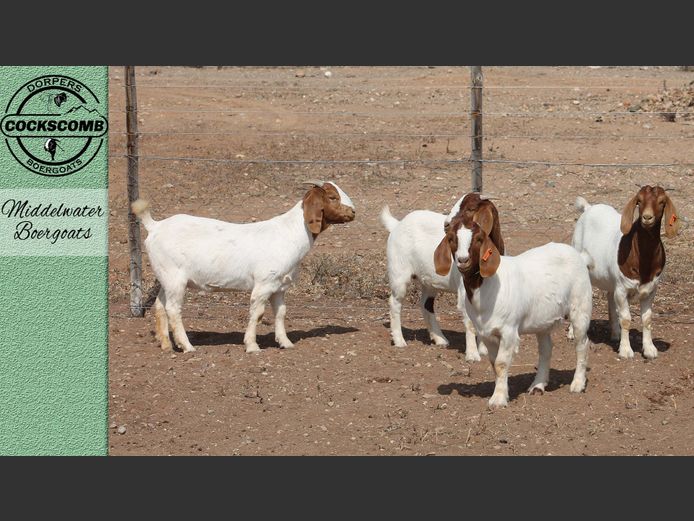 24-300 / 24-340 / 24-313 / 24-393 | Middelwater Boergoats