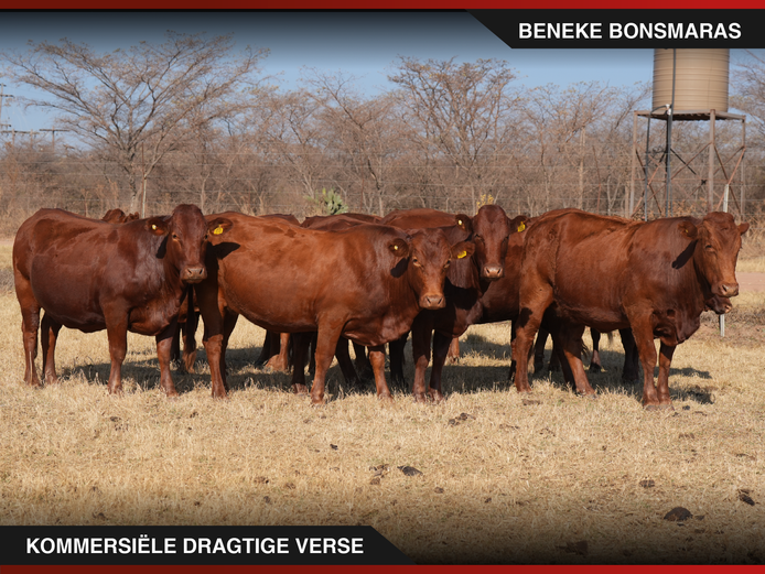 Commercial Animals | Beneke Bonsmaras