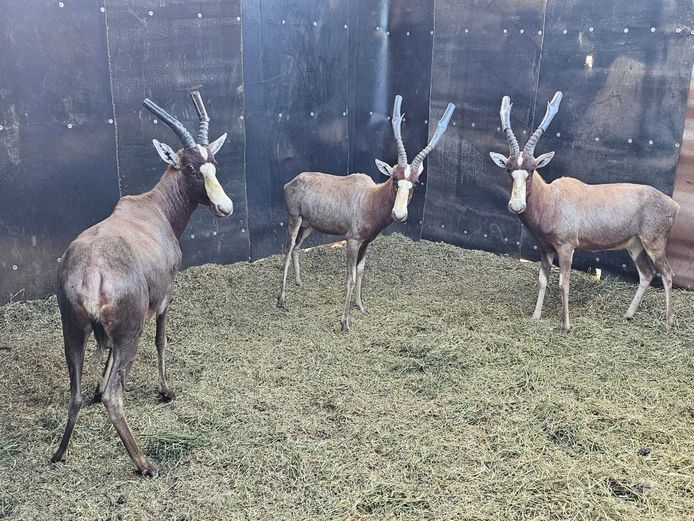 BLESBOK | 1 x BOSVELD WILDLIFE & 2 x D.J. GROVE