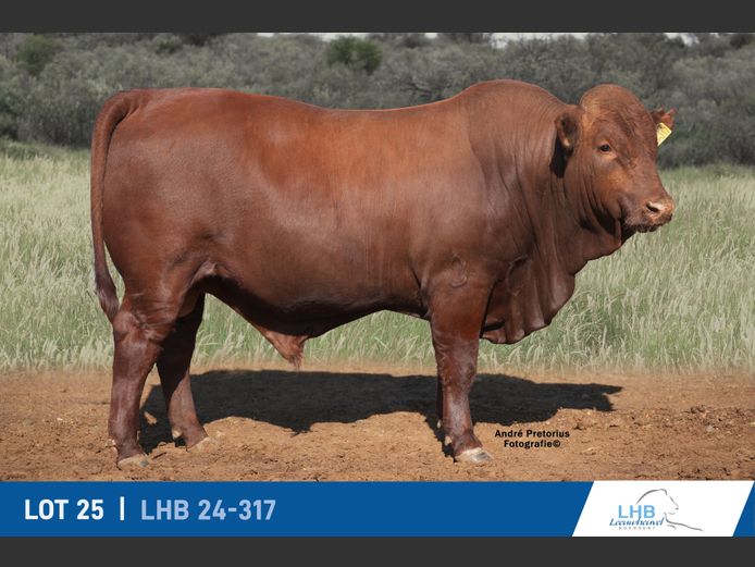 LHB240317 | LEEUHEUWEL BOERDERY (EDMS) BPK