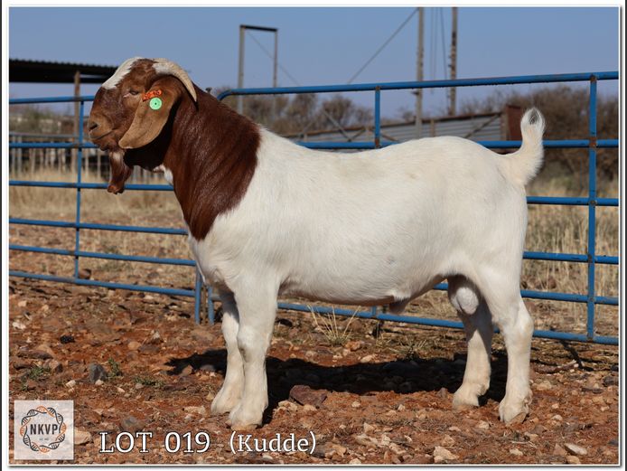 1093 24 0057 | DK BOERDERY