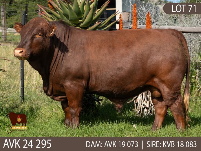 AVK 240295 | VAN KERKEN BONSMARA