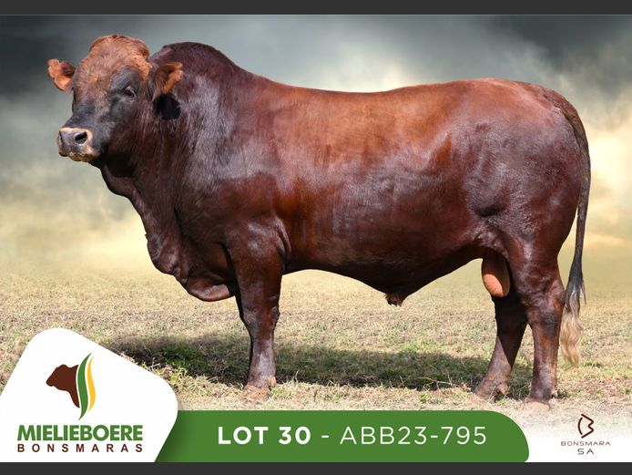 ABB 230795 | ALLEM BROTHERS (PTY) LTD