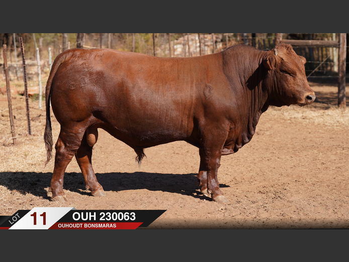 OUH230063 |  OUHOUDT BONSMARAS