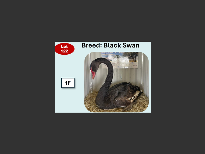 BLACK SWAN | ANNUAL MYTILUS AND ELOFF