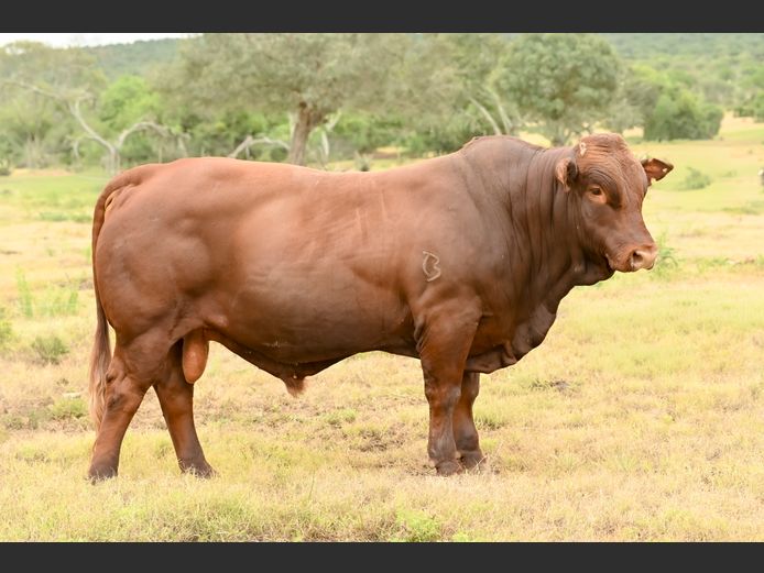 JOY 240029 | FETTING LIVESTOCK TRUST