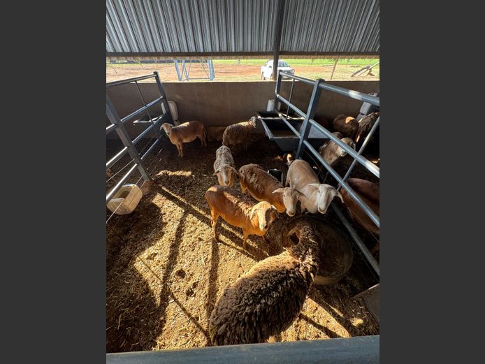 MEATMASTER | LOUMA BOERDERY