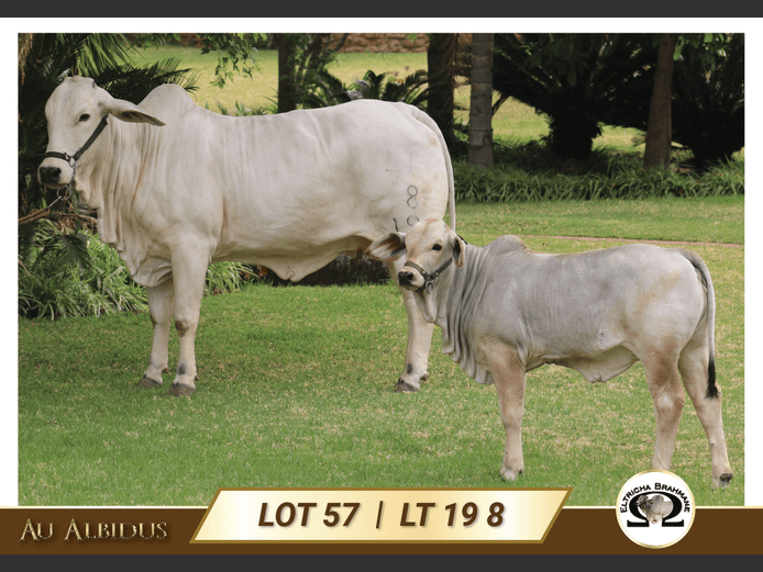 LT198 | TRICHARDT LG
