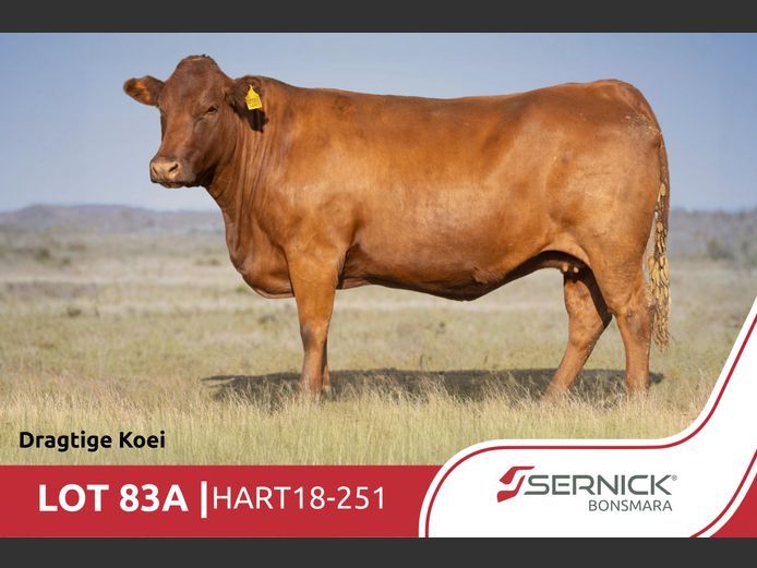 HART180251 | SERNICK BONSMARA STOET