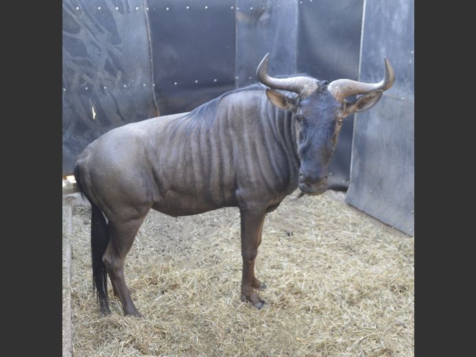 Blouwildebees | AP vd Merwe