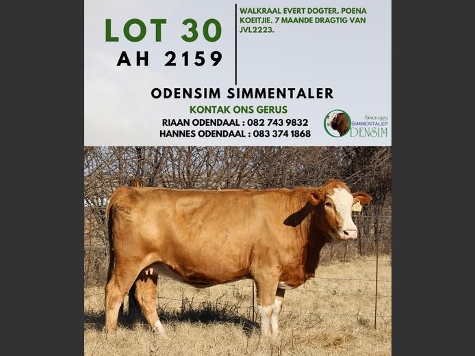 AH2159 | AG ODENDAAL