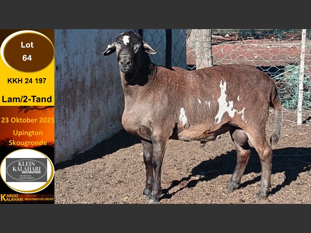 Lot 64 | KALAHARI KAROO MEATMASTER GROEP 38STE VEILING | SwiftVEE ...