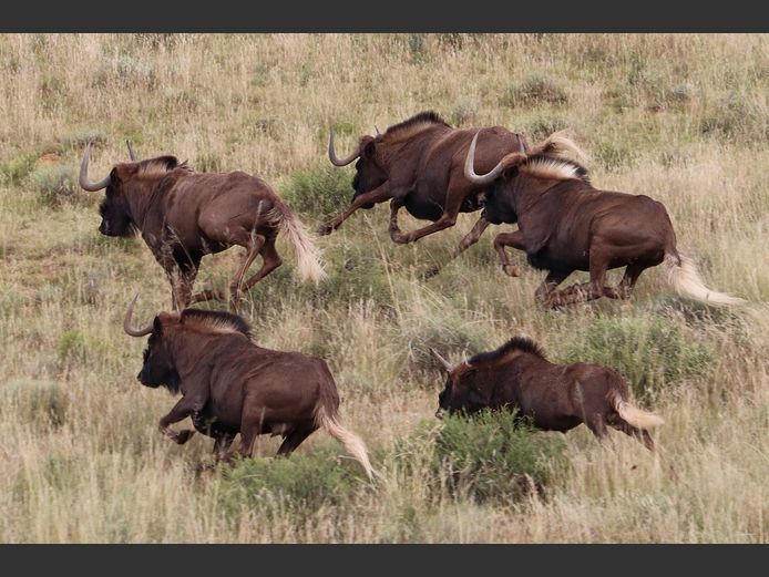 Black Wildebeest Bulls |  SANParks - Mountain Zebra National Park