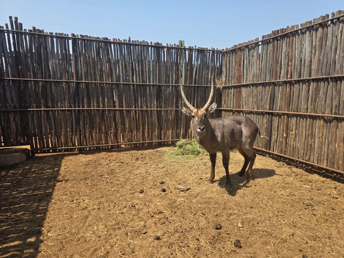 WATERBOK | HANLEY