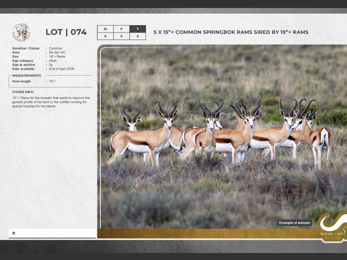 Springbok - Common | Nuwejaarsfontein De Aar stoeterye BK