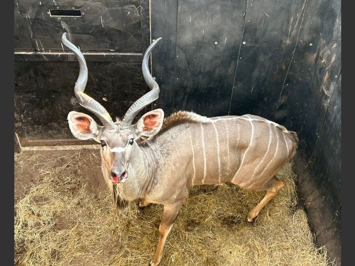 KUDU | HIGHLAND