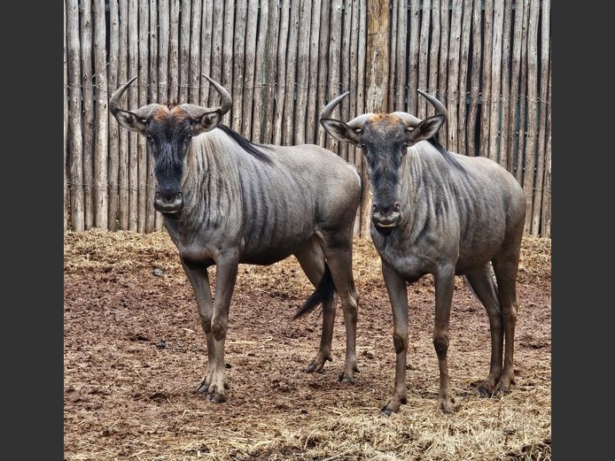 BLUE WILDEBEEST | ZEBULA