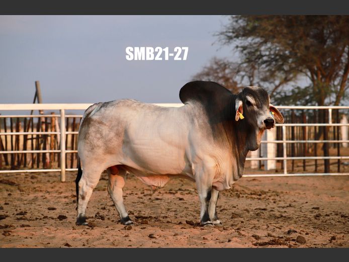 21-0027SMB | SIDNEY MARTIN BRAHMANS