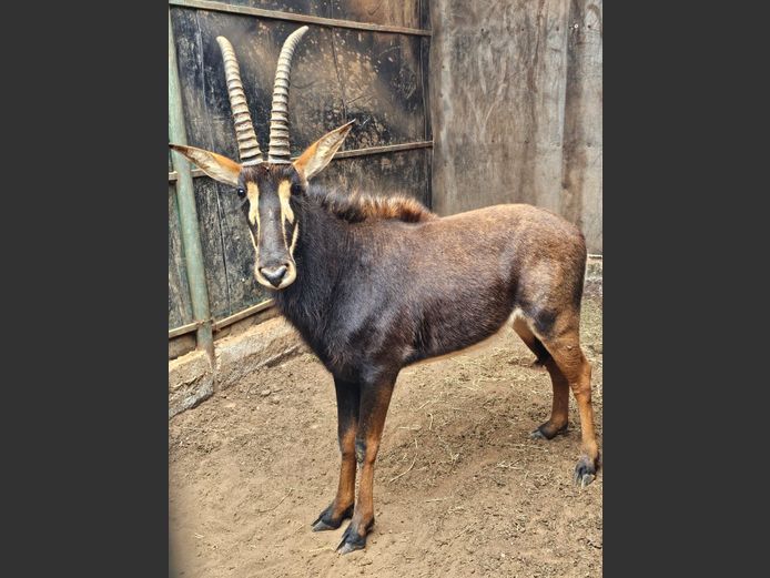 SABLE | BIRKEN VERVOER