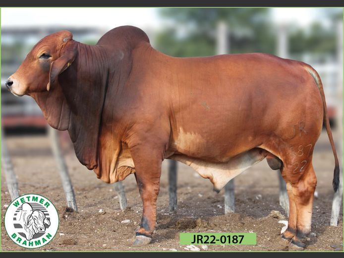 22-0187JR | WETMER BRAHMAN