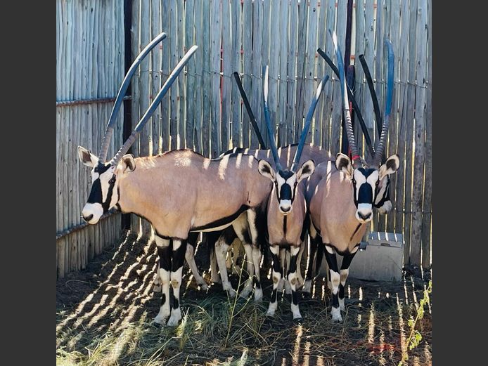 Gemsbok koei