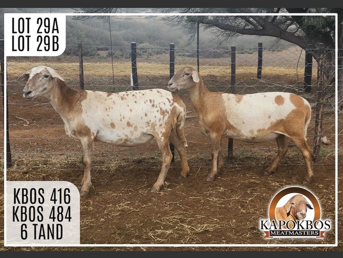 KBOS484 | Kapokbos Meatmasters