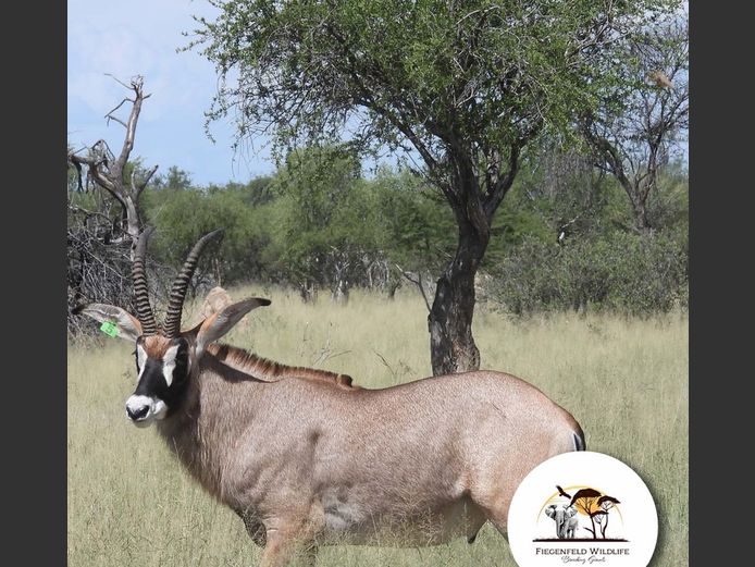 Roan Bull | WATERBERG PLATO GAME BREEDERS