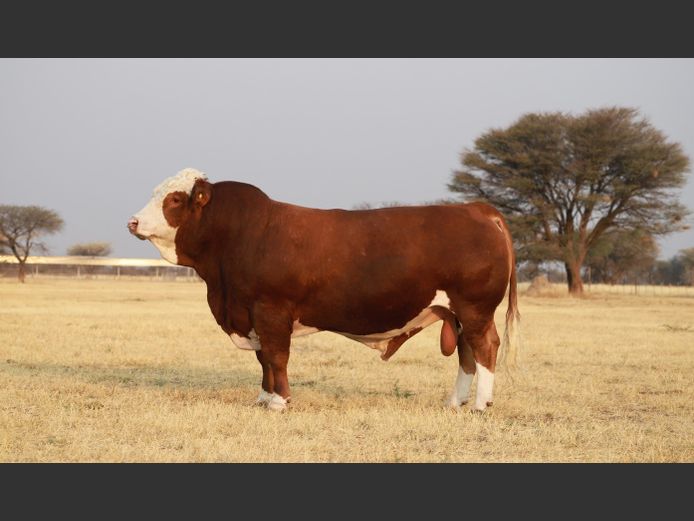 SW226 | PROMATRIA BUSCHBRUNN STUD