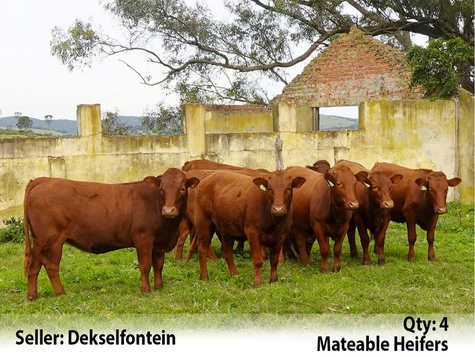 Commercial Animals | Dekselfontein