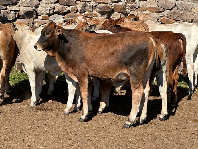 Weaners | Sheard Estates