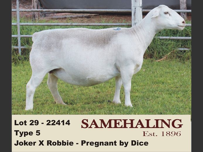 22414-331 | SAMEHALING  WIT DORPERS