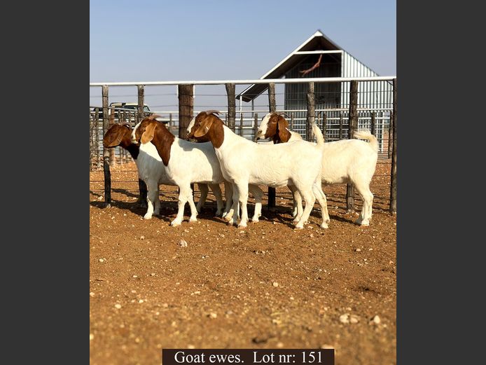 COMMERCIAL EWES | George Pearson